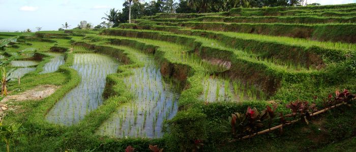 Rice_terraces_in_Jatiluwih_Tabanan_Regency_Bali_Indonesia.jpg