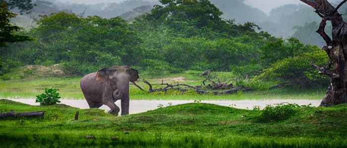 Rich Wildlife Sri Lanka