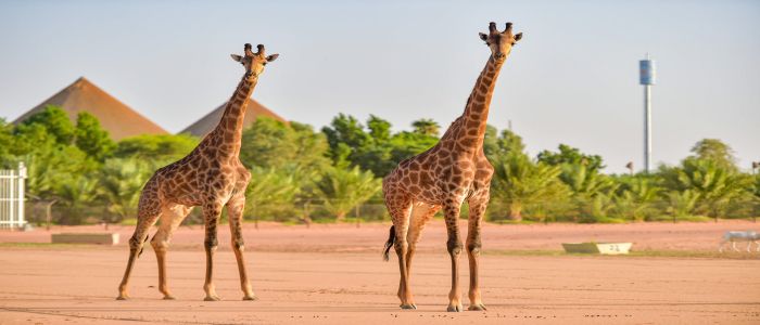 Riyadh Safari, Riyadh Season Festival 2021