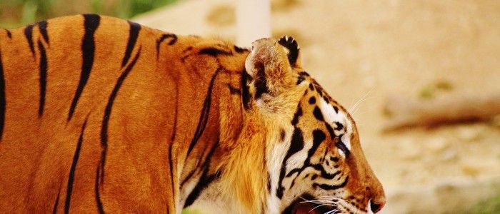 Riyadh Zoo