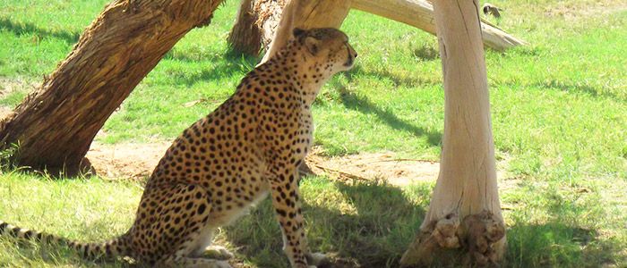 Riyadh Zoo, Saudi Arabia