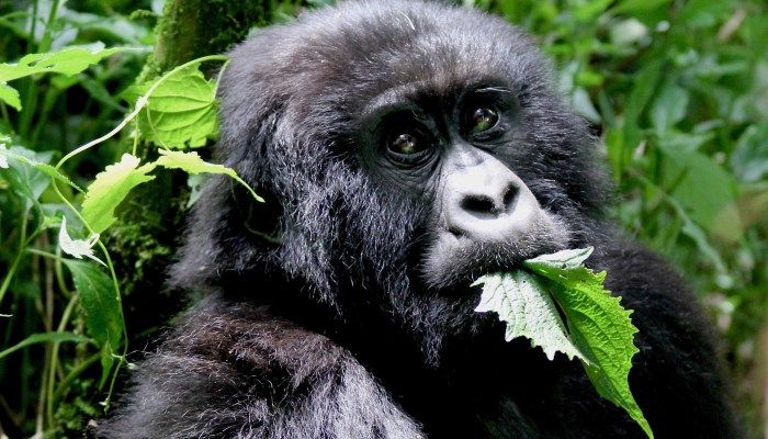 Top 10 Points Of Uganda Or Rwanda Gorilla Trekking - Which One Is the Best?