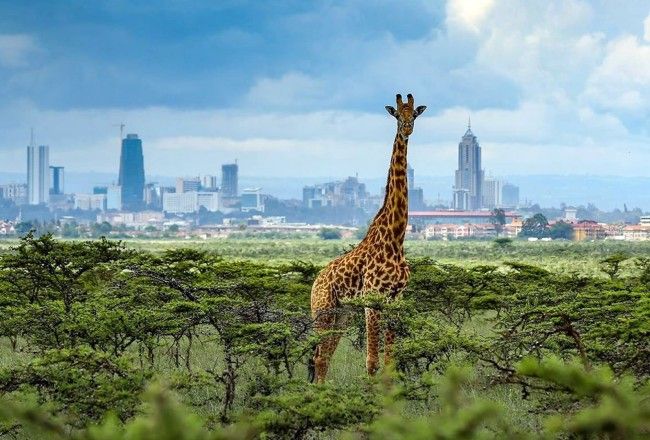Best Safari Park Nairobi And Wildlife Centres In And Around : Where And When To Visit?