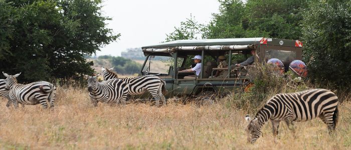Things To Do In Kenya - Safari Tour