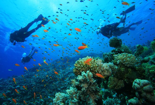 Beauty Beneath The Waves : 8 Top Snorkelling & Scuba Diving Spots In (and Around) Dubai