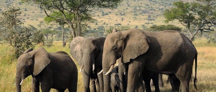 where to travel in January - Serengeti National Park Africa