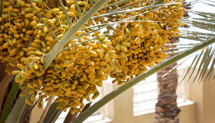 Sharjah Botanical Garden