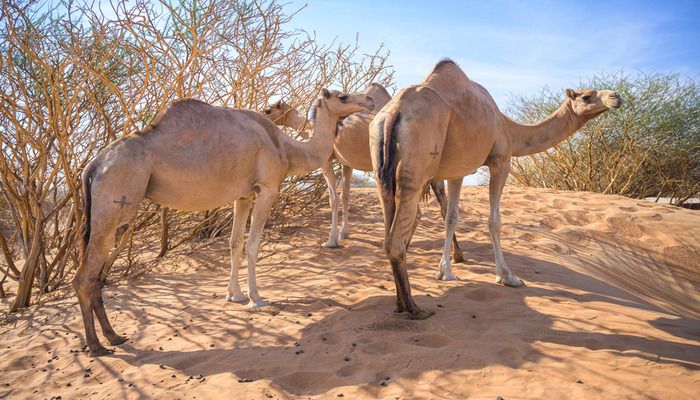 Sharjah Natural History and Desert Museum, things to do in Sharjah