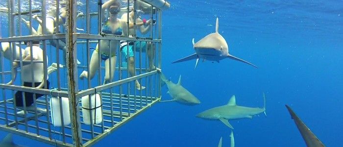 Shark-cage-diving.jpg