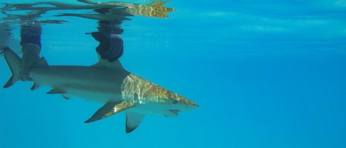 Swim with the Sharks