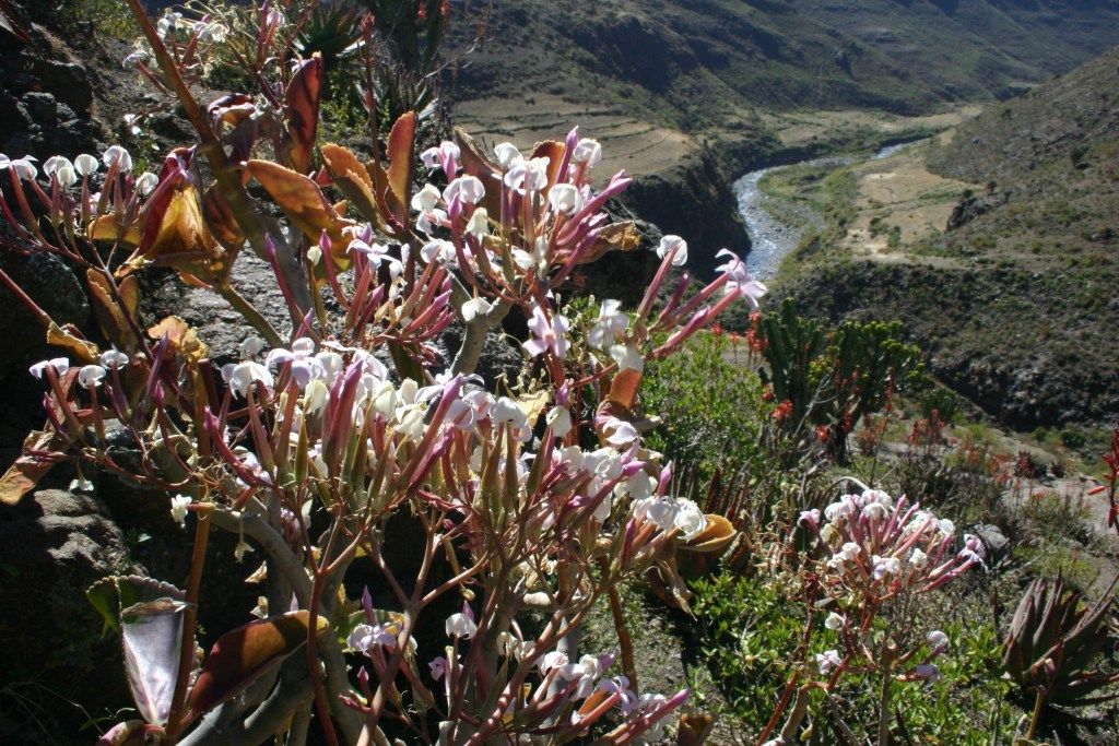 Simien Mountains National Park, Africa