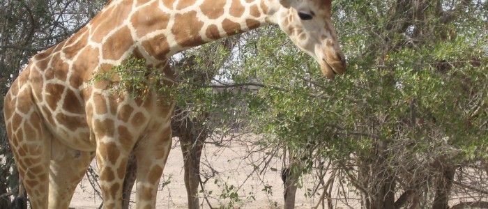Sir Bani Yas Island
