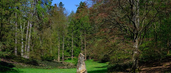 Sonian-forest.jpg