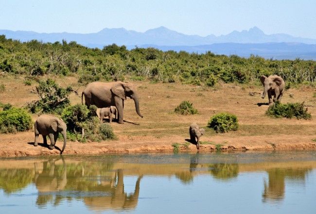 South Africa Safaris: Where To Go? Why Can’t You Miss One?