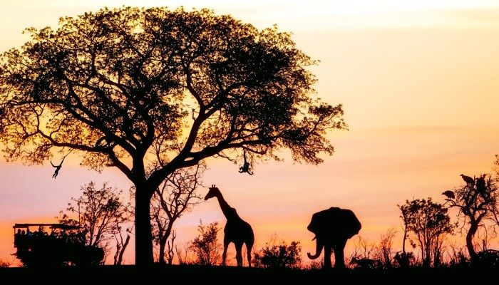 South African Safari