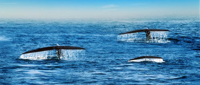Sri Lanka Whales