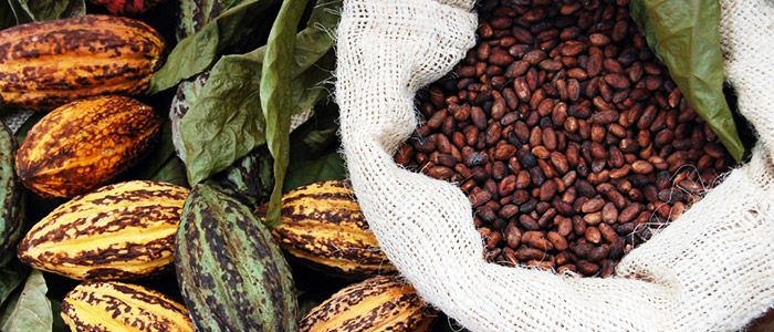 Things To Do In Cote d’Ivoire (Ivory Coast) - Cocoa