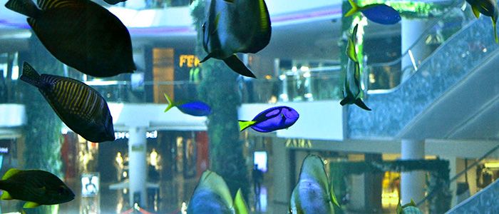 things to do in Casablanca- Morocco Mall