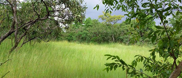 Comoe National Park