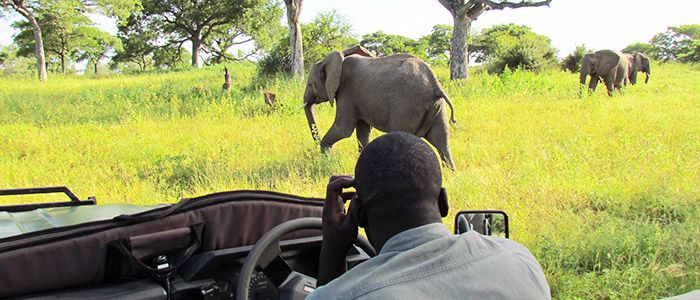 Female Solo Travel in Africa: Striking Safaris