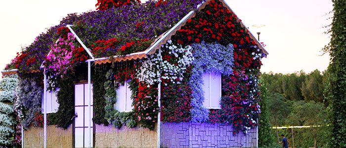 Unusual things to do in Dubai - Dubai Miracle Garden