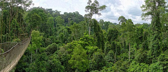 Kakum National Park