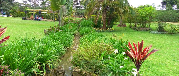 Fairview Coffee Estate, Kenya