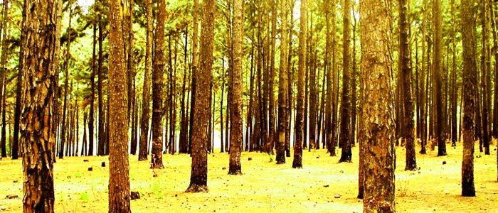 Ngwo Pine Forest, Nigeria
