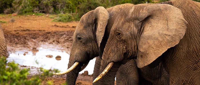 Things to do in South Africa - Addo Elephant National Park
