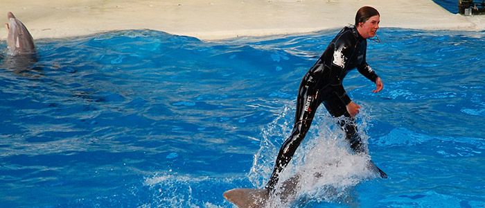 Things to do in Belgium - Dolphin Dance