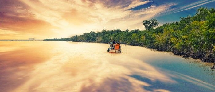 Sundarbans-forest.jpg
