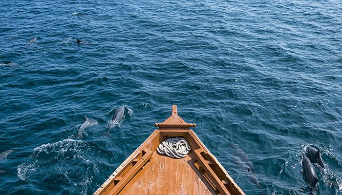 Surreal Settings: Romantic Sunset Dolphin Cruise
