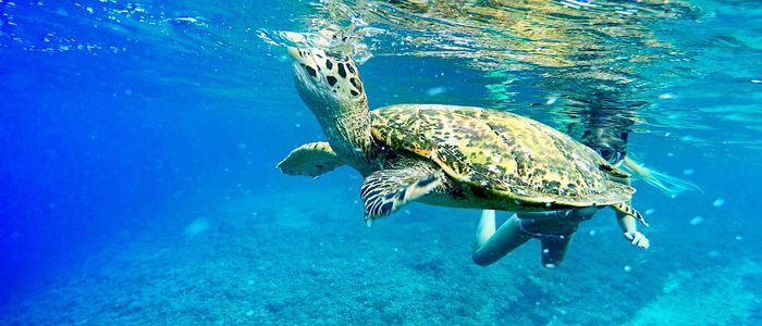 Swim-with-the-Sea-Turtles.jpg