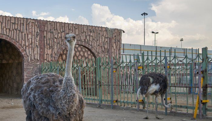 Taif Zoo, Places to visit in Taif