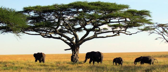 Tanzania.jpg