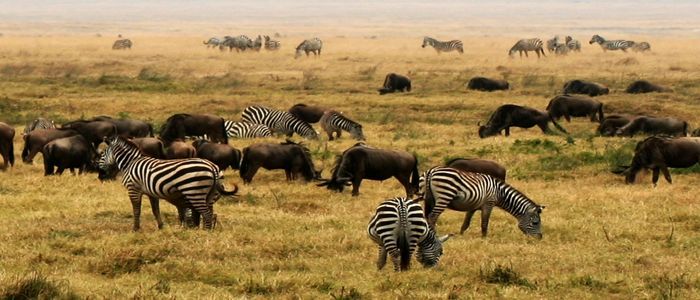 Tanzania