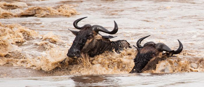 Tanzania-Wildebeast.jpg