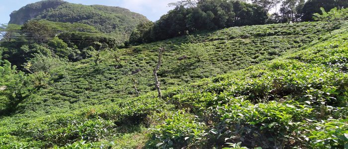 Tea_plantation_Mahe_Seychelles.jpg