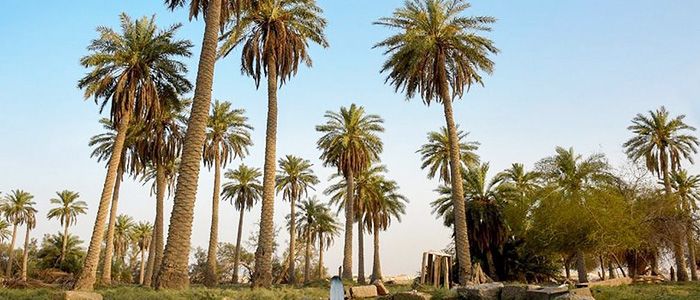 The Eastern Oasis, Saudi Arabia