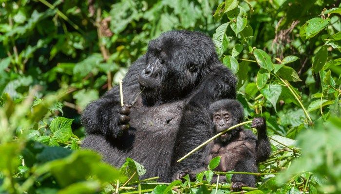 Uganda and Rwanda gorilla trekking comparison