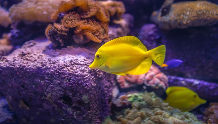 The Lost Chambers Aquarium, Atlantis
