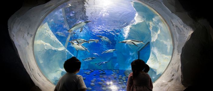 The_National_SEA_LIFE_Centre_Birmingham_Gentoo_Penguins.jpg