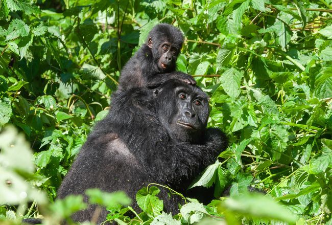 Top 10 Things You Must Know About Mountain Gorilla Trekking