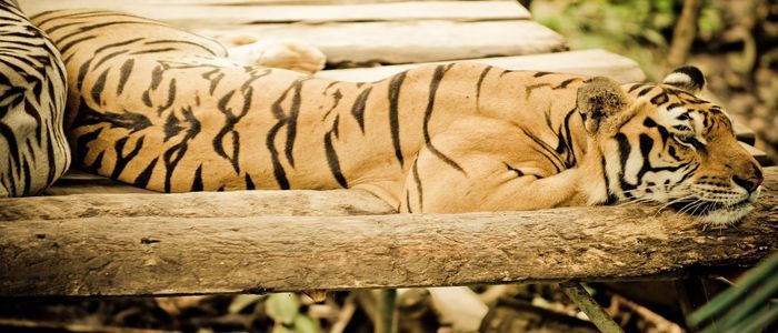 Tiger_Bali_Zoo-5-iii.jpg