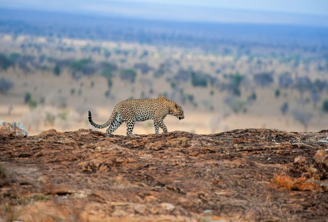 15+ Wildly Exotic Things To Do In Kenya