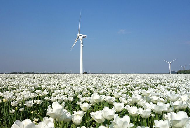 15+ Heavenly Things To Do In The Netherlands