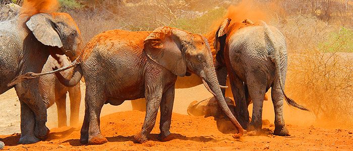 Tsavo National Park, Kenya