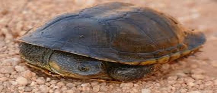Turtle-nesting-beach