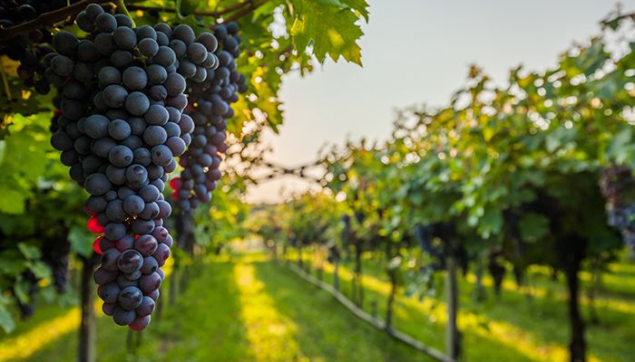 USA - Grapes & Good Times in San Francisco