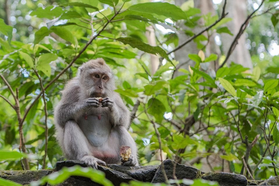 Ubud Monkey Forest